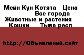 Мейн Кун Котята › Цена ­ 15 000 - Все города Животные и растения » Кошки   . Тыва респ.